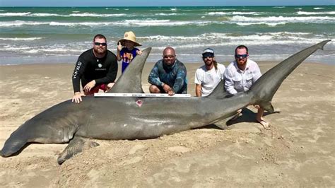 Fishermen catch 14-foot-long hammerhead shark in Corpus Christi - ABC13 ...