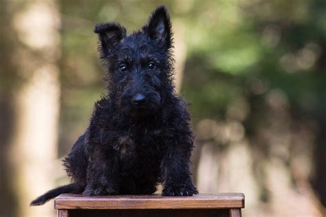 About Our Scottie-poos – Acorn Acres Puppies