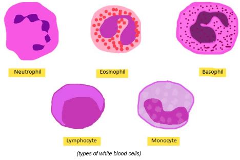 Acquired Lymphocytopenia | Causes | Symptoms | Risk Factors | Diagnosis ...