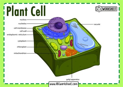 Labeling The Plant Cell - More Bio notes from next lesson on Cells and ...