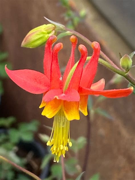 Red Columbine Plant