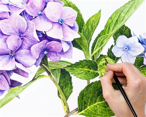 How to paint hydrangea flowers in watercolour - Anna Mason Art ...