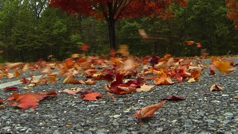 Wind Blowing Autumn Leaves Stock Footage Video 6063413 - Shutterstock