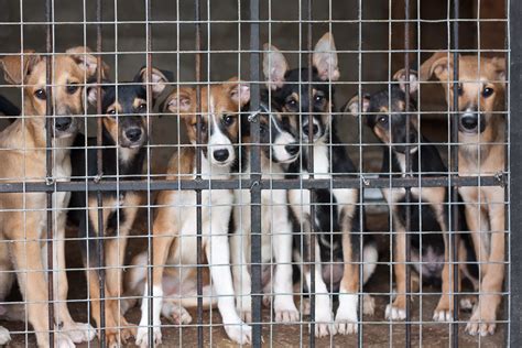 Arizona Mandates all Dogs Sold In Pet Stores to Come from Shelters ...