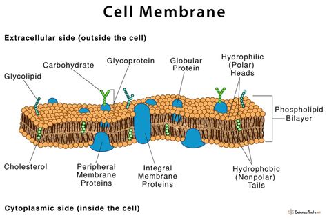 Structure of Eukaryotic Cell. A cell is the structural and functional ...