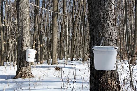 The World's Top Producers of Maple Syrup - WorldAtlas