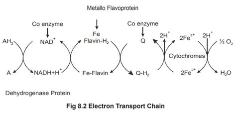 Electron transport chain