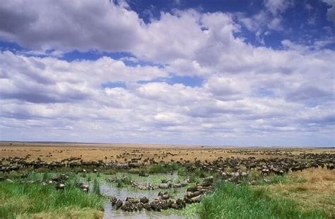 Wildebeest migration Maasai Mara National Reserve Kenya