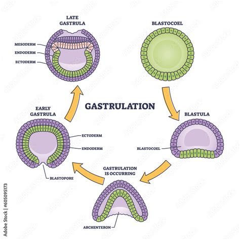 Gastrulation stages as early embryo development process outline diagram ...