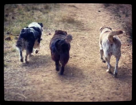 Mount Laguna_Cleveland National Forest_07_Noe Edie and Sasha butts ...