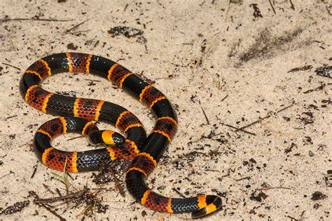 Coral Snake Venom: Types, Effects, and Treatment Options - Reptile Jam