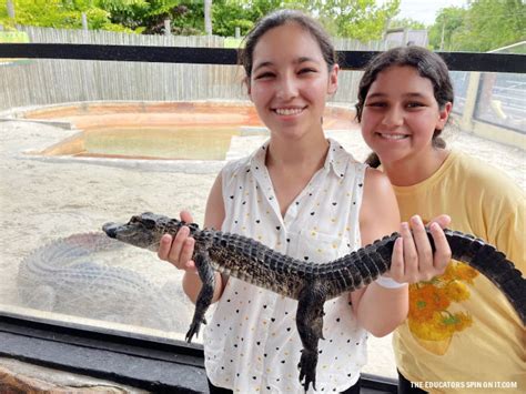 Airboat Ride at Everglades Alligator Farm | LaptrinhX / News