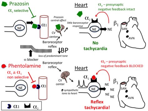 Mechanism of action of terazosin | inchem