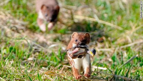 Two kiwi species no longer endangered in new Red List - CNN