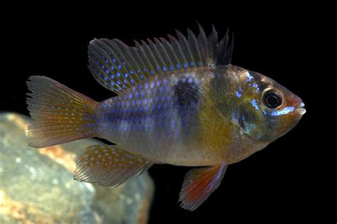 German Blue Ram Cichlid REGULAR - Bluegrassaquatics.com