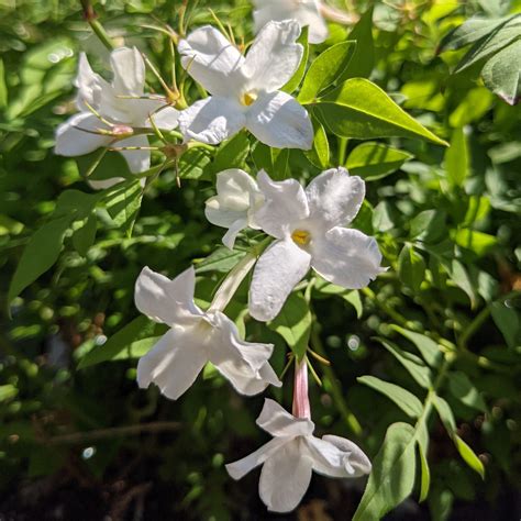 Common Jasmine Plant For Sale