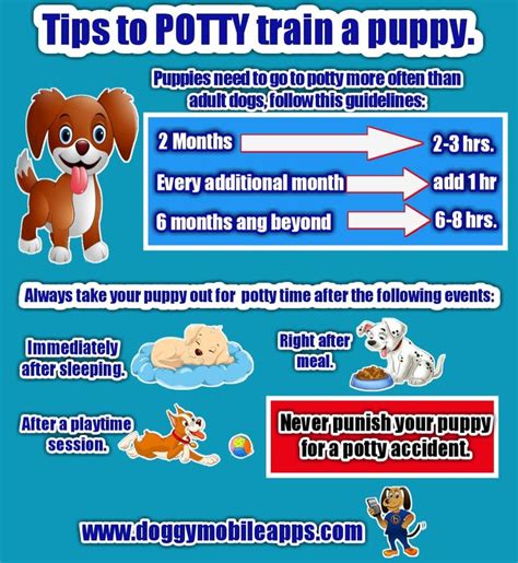 How To Potty Train A Puppy: A Guide For Beginners