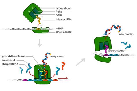 Protein Synthesis Diagram