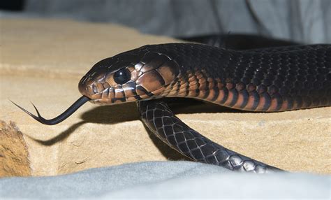 La belleza mística de la serpiente índigo no venenosa es nativa de la ...