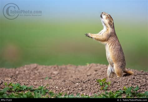 Prairie Dog Behavior