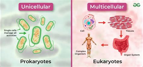 Multicellular Organisms - Definition, Characteristics, Examples