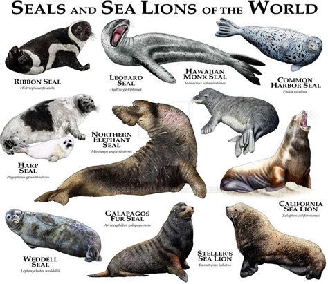 Seals and Sea Lions of the World by rogerdhall on DeviantArt | Sea lion ...