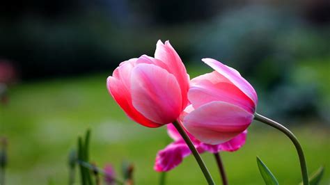 🔥 Download Tulip Flower Wallpaper by @mariasanders | Tulip Flower ...