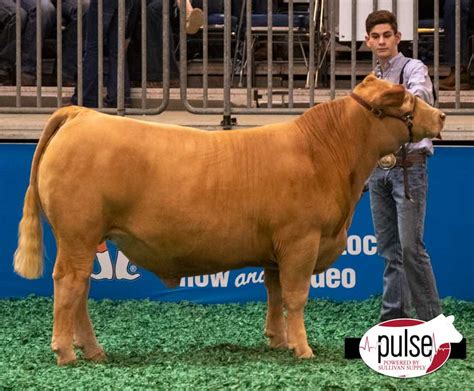 Houston Livestock Show | Limousin Steers | The Pulse