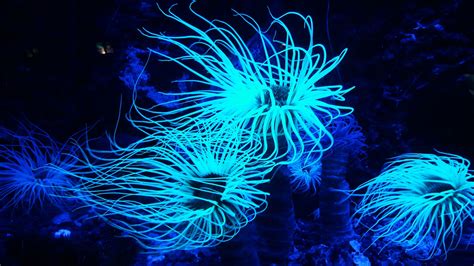 Bioluminescent Animals and Where to Find Them