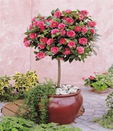 How To Plant A Rose Bush In Pot