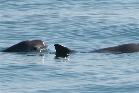 U.S. Trade Complaint Challenges Mexico’s Vaquita Protection Failures ...