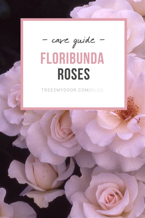 Floribunda Roses Care Guide | Floribunda roses, Rose care, Rose bush care