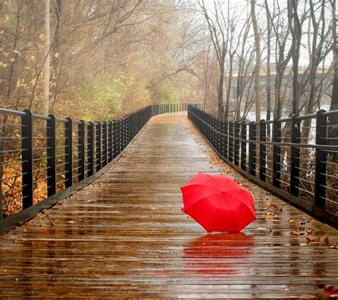 Download Rainy Day Wallpaper Free - Bio Wallpaper