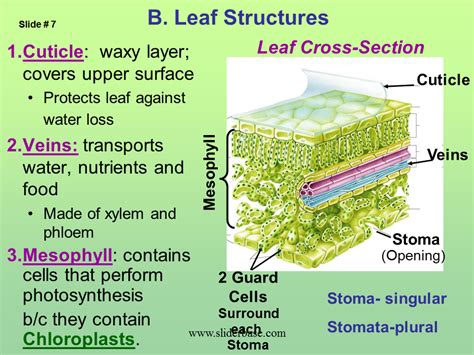 labeling the plant cell