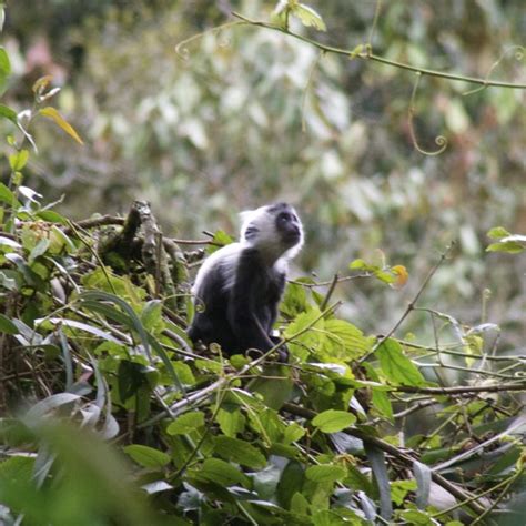 Baby Colobus Monkeys: Seeing Them In Wild Rwanda