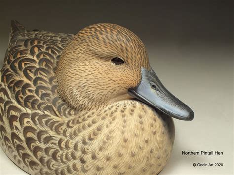 Northern Pintail Hen Photo Packet - Godin Art