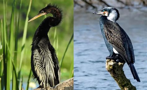 11 Anhinga vs Cormorant Differences b/w These Coastal Birds - Bird Guidance