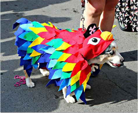 The Mystic Krewe of Barkus Parades through the French Quarter – Nola ...