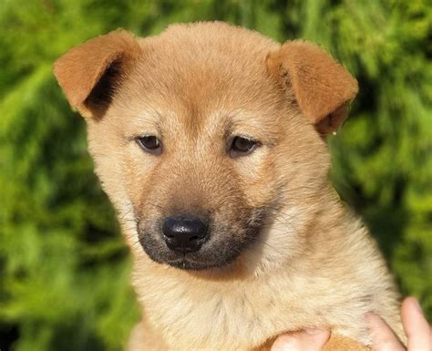 Korean Jindo Dog Puppies Breed information & Puppies for Sale