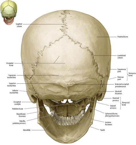 Bones of the Head - Atlas of Anatomy | Anatomy bones, Basic anatomy and ...