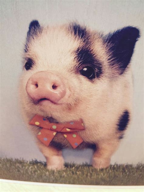 80 best images about Baby Pigs/Mini Pigs and Teacup Pigs....So cute! on ...