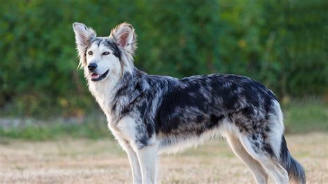 Border Collie Mix - A-Z Animals