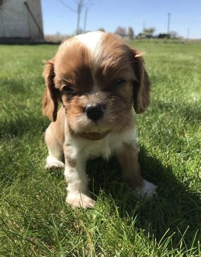 Cavalier King Charles Spaniel Puppy for Sale - Adoption, Rescue ...