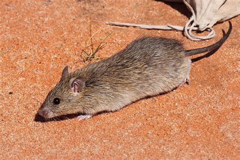 Long-haired rat - Wikipedia