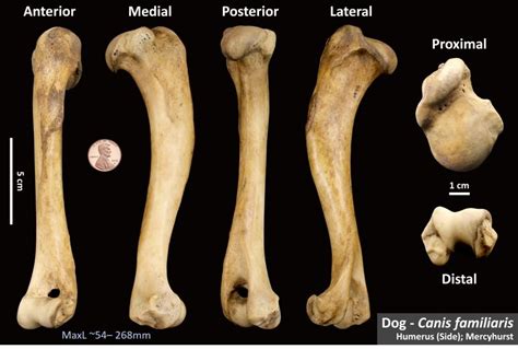 Dog Humerus – OsteoID Bone Identification