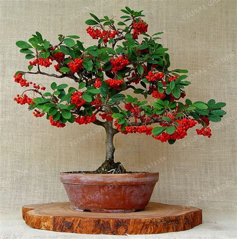 New Arrival Coffee Arabica Bonsai Beans plant Kadi Mu Coffee bonsai ...