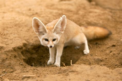 These Rare Adaptations Help Animals Survive in the Desert | Discover ...