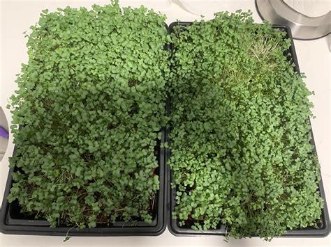 Where to buy bulk seeds in EU? : r/microgreens