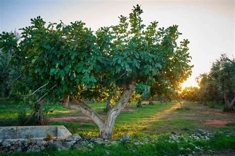 Brown Turkey Fig Trees For Sale | Trees Direct