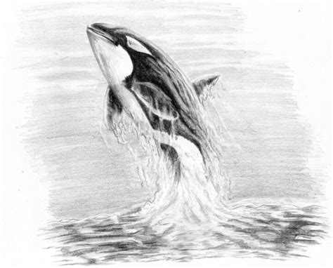 Pin by Theresa Stocker on Zeichnung | Whale drawing, Pencil drawings of ...